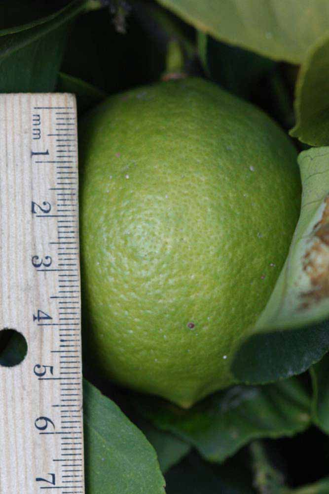            Fruit (Persian SPB-7, Riverside, CA)   